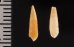 ケープホソクチキレ (仮称) Syrnola capensisfig.2