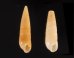 ケープホソクチキレ (仮称) Syrnola capensisfig.1