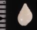 タテヒダマメウラシマ 未詳 Ringicula sp.fig.2