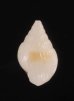 タテヒダマメウラシマ 未詳 Ringicula sp.fig.3