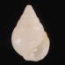タテヒダマメウラシマ 未詳 Ringicula sp.fig.1