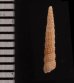 キヌメダカニモリ (仮称) Metaxia metaxafig.2