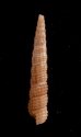 キヌメダカニモリ (仮称) Metaxia metaxafig.3
