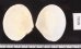 ヒラサラガイ Tellina laevigatafig.3