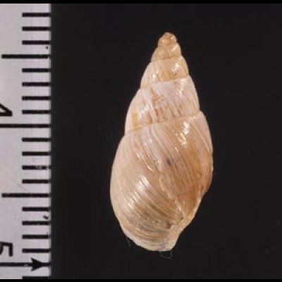 ポーチョトウガタマイマイ (仮称) Bostryx radiatusfig.2