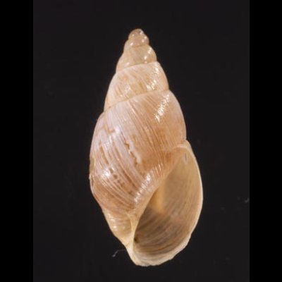 ポーチョトウガタマイマイ (仮称) Bostryx radiatusfig.1