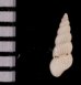 ホソソランジイトカケ 未詳 Amaea sp.fig.2