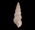 ホソソランジイトカケ 未詳 Amaea sp.fig.3