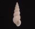 ホソソランジイトカケ 未詳 Amaea sp.fig.1