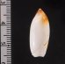 ツツガタリュウグウボタル (仮称) Ancilla ampla cylindricafig.2