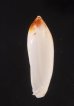 ツツガタリュウグウボタル (仮称) Ancilla ampla cylindricafig.3
