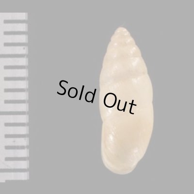 サナギキセルガイモドキ (仮称) Mastus pupafig.2