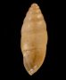 サナギキセルガイモドキ (仮称) Mastus pupafig.3