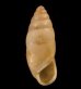 サナギキセルガイモドキ (仮称) Mastus pupafig.1