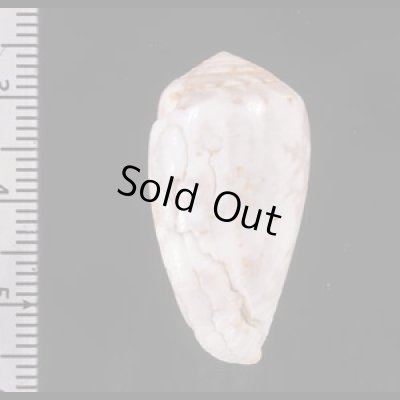 ラヌンキュルスイモ Conus nigropunctatusfig.2