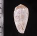 ラヌンキュルスイモ Conus nigropunctatusfig.2