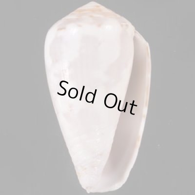 ラヌンキュルスイモ Conus nigropunctatusfig.1