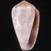 ラヌンキュルスイモ Conus nigropunctatusfig.1