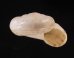 ユレムココマイマイの仲間 Helicella aberransfig.2
