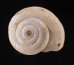ユレムココマイマイの仲間 Helicella aberransfig.1