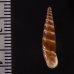 ブチェジキセル (仮称) Alopia straminicollis monachafig.2