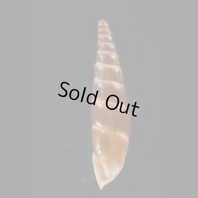 ブチェジキセル (仮称) Alopia straminicollis monachafig.3
