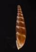 ブチェジキセル (仮称) Alopia straminicollis monachafig.3