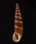ブチェジキセル (仮称) Alopia straminicollis monachafig.1