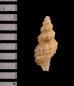 アグラスアフリカツノオリイレ (仮称) Afritrophon agulhasensisfig.2