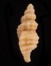 アグラスアフリカツノオリイレ (仮称) Afritrophon agulhasensisfig.3