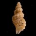 アグラスアフリカツノオリイレ (仮称) Afritrophon agulhasensisfig.1