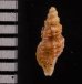 アグラスアフリカツノオリイレ (仮称) Afritrophon agulhasensisfig.2