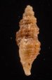 アグラスアフリカツノオリイレ (仮称) Afritrophon agulhasensisfig.3