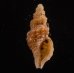 アグラスアフリカツノオリイレ (仮称) Afritrophon agulhasensisfig.1