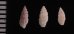 フジイロコウシツブ 藤色格子小螺 Pseudodaphnella martensifig.2