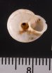 エブシタナコマイマイ (仮称) Xerocrassa ebusitanafig.3