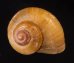 コハクコシタカアツブタ (仮称) Aperostoma translucidum trinitensefig.2