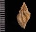 ファウラコウシツブ (仮称) Tritonoturris cf. phaulafig.2