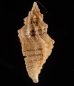 ファウラコウシツブ (仮称) Tritonoturris cf. phaulafig.3