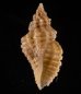 ファウラコウシツブ (仮称) Tritonoturris cf. phaulafig.1