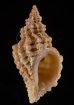 ファウラコウシツブ (仮称) Tritonoturris cf. phaulafig.1