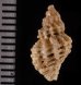 ファウラコウシツブ (仮称) Tritonoturris cf. phaulafig.2