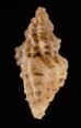 ファウラコウシツブ (仮称) Tritonoturris cf. phaulafig.3