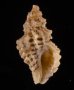 ファウラコウシツブ (仮称) Tritonoturris cf. phaulafig.1