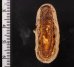 クロニシキヒザラ (仮称) Onithochiton literatusfig.2