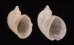 パシテアハツカネズミ (仮称) Macromphalus pasitheafig.1