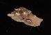 リンボウヒメカタベ Bathyliotina glassifig.2