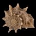 リンボウヒメカタベ Bathyliotina glassifig.1