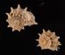 リンボウヒメカタベ Bathyliotina glassifig.1