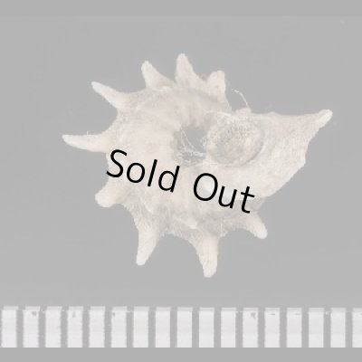 画像2: リンボウヒメカタベ